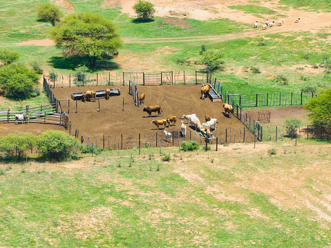 aerial view of kraal, cattle inside the fence eating, sheep walking by