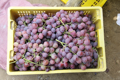 Yellow crate full of red grapes.