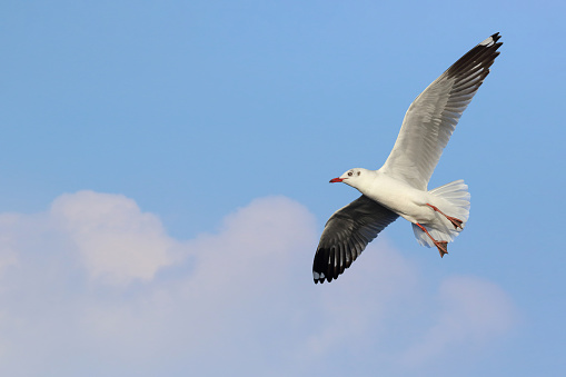Beautiful Seagull flying in the beautiful sky.