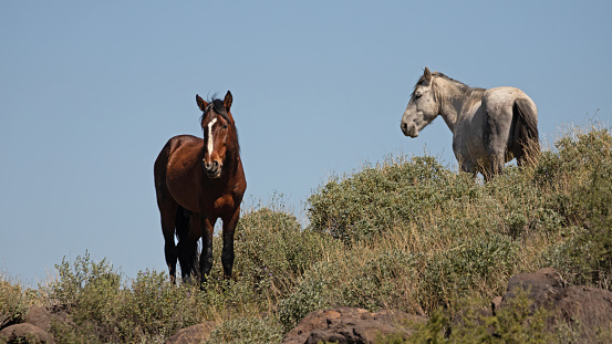 Dark bay and dapple gray stallions on desert hillside in the Salt River wild horse management area near Scottsdale Arizona United States