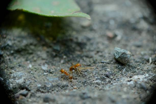 istock 2 small red ants are traveling 2149198362
