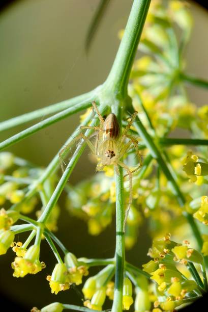 istock Small transparent spiders are walking on plant stems 2149198368