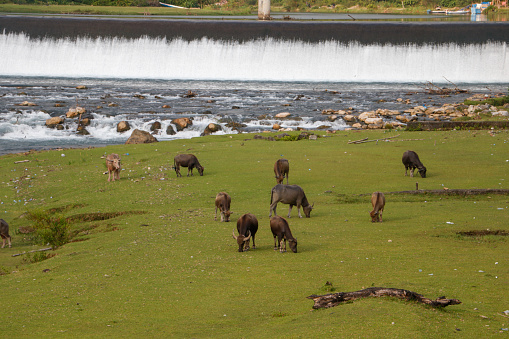 Flock of buffalo grazing on the river bank