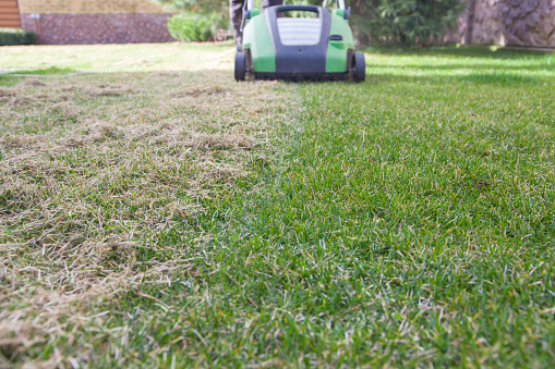 Scarification of the lawn. Combing dry grass with a scarifier. Gardening concept.