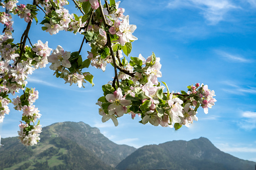 Spring in Tyrol, Austria: close-up of a blossoming apple tree branch in the foreground and the Unterberghorn (a ski and hiking mountain in Kössen) in the background. Sunny day  with blue skies