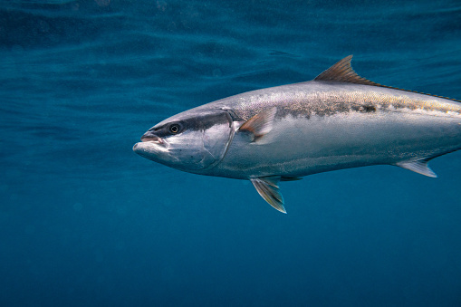 A lone kingfish swimming under the ocean's surface in blue waters