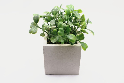 Side view Mini green succulents plant in small white pot on bright isolated on white background.