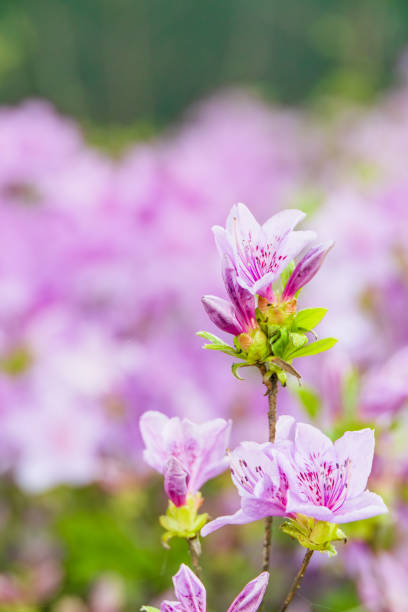 Purple flowers blooming