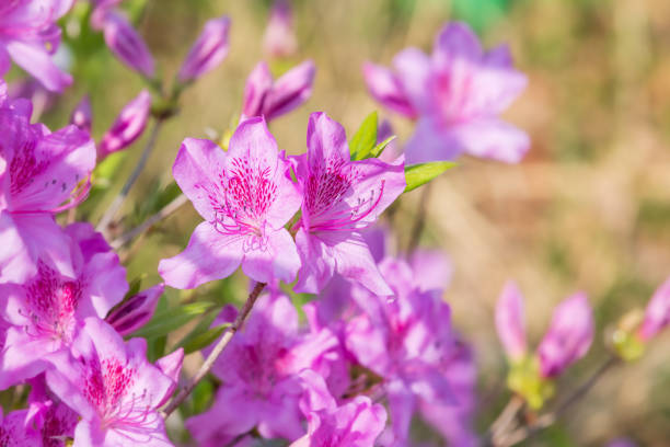 Azalea japonica or Japanese azalea flowers in close-up.