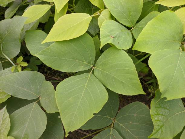 istock Mucuna bracteata is planted around the oil palm trees to control weeds 2149201671