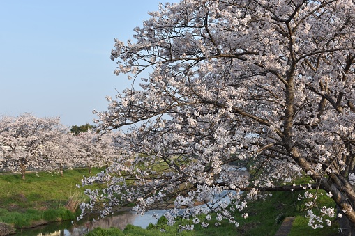 Beautiful cherry blossom trees in full bloom along the river in the early morning.