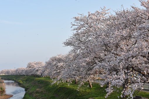 Beautiful cherry blossom trees in full bloom along the river in the early morning.