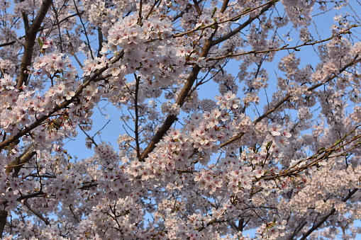 Close-up of a beautiful cherry tree in full bloom early in the morning.