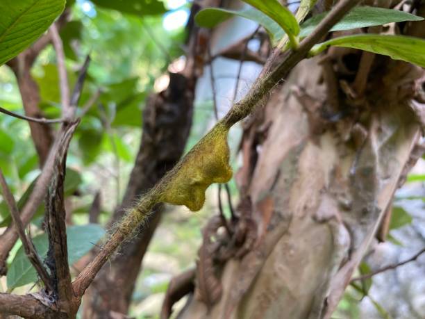 istock Hairy Trabala pallida cocoon. Roseapple lappet moth caterpillar cocoon 2149202342