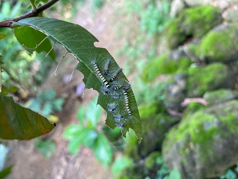 Hairy caterpillar Trabala pallida. Roseapple lappet moth caterpillar on guava leaf