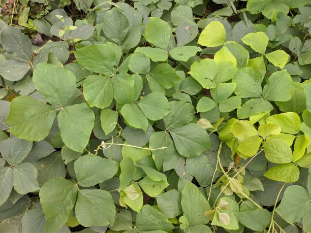istock Mucuna bracteata is planted around the oil palm trees to control weeds 2149202367
