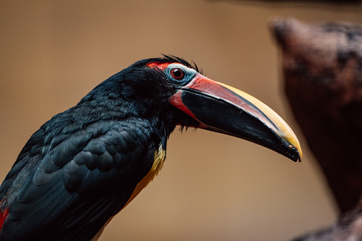 A close-up of a toucan, its striking beak a splash of color in the tropical milieu.