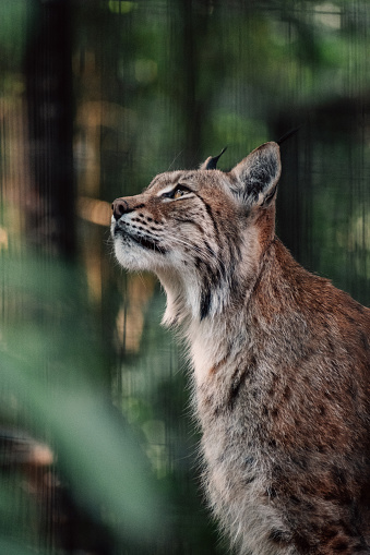 The lynx stands with an attentive gaze, enveloped in nature's embrace, a majestic presence in the wild.