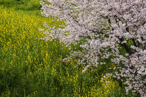 Spring scenery of rape blossoms and cherry blossoms in full bloom in Kyoto