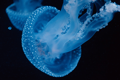 A glowing blue jellyfish with spotted patterns floats gracefully in the ethereal deep blue sea.