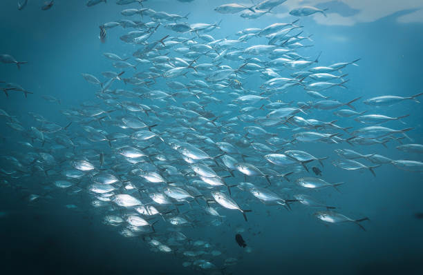 School of Mackerel fish in the deep blue sea