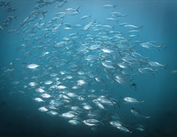 istock School of Mackerel fish in the deep blue sea 2149203931