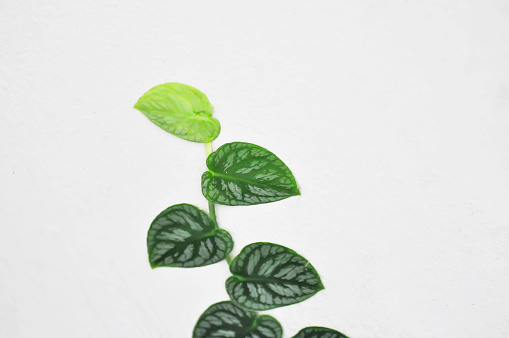 Monstera DUBIA or Satin Pothos, Silk Pothos or Silver hilodendron or Scindapsus pictus Hassk or Argyreus or Araceae on the wall
