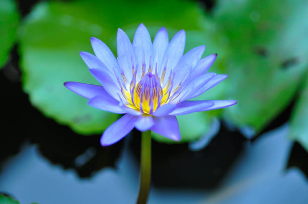 lotus or florescent purple lotus or violet lotus in the pond