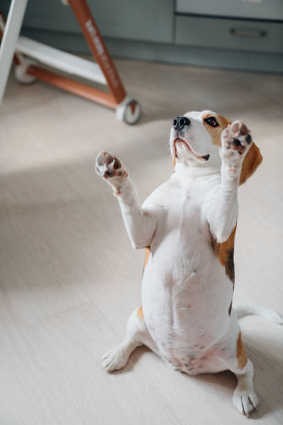 istock Cute beagle dog asks for a treat in the apartment. 2149204830
