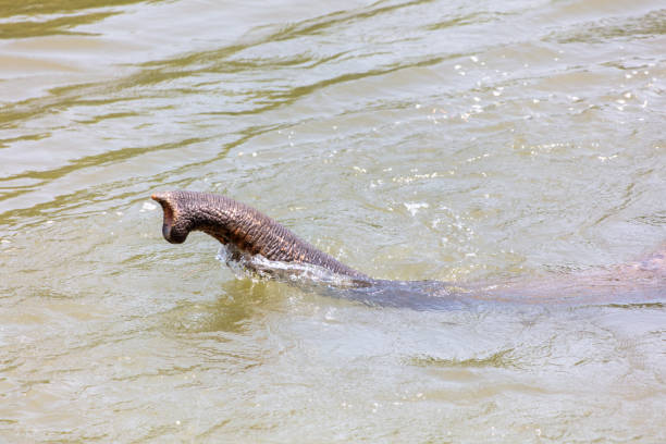 Elephant trunk in river water. Close-up.