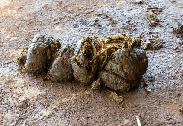 istock Elephant shit lies on the ground 2149208189