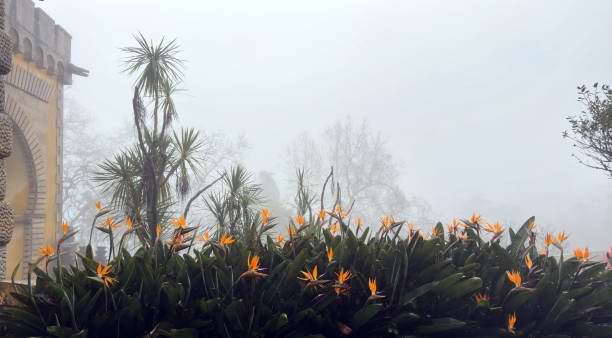 Flowers in February