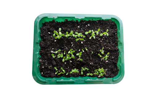 A tray with seedlings of flowers or vegetables in nutritious soil. Isolated image on a white background. Top view. Agriculture