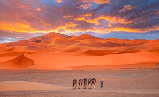 istock Camel caravan in the desert at sunrise -  Sahara, Morrocco 2149209242