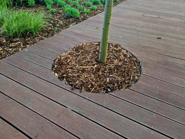 terrace covers existing terrain and trees remain on terrace as if overgrown.trunk passes through  between boards. in order to increase diameter terrace redesigned plank around, oil , wood chips