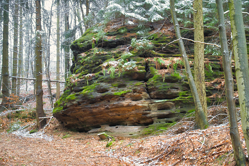 View over sandstone overgrown with moss to snow-covered and frost-covered trees on the Zschirnstein. Nature park in Saxon Switzerland in Germany