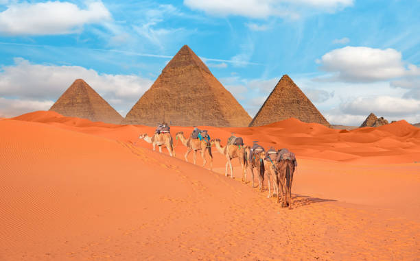 Camel in a colorful horse-clothes resting on the sand near to pyramids, Giza, Cairo, Egypt. Horizontal banner with Dromedary camel and two Great Pyramids, Giza pyramid complex (Giza Necropolis)