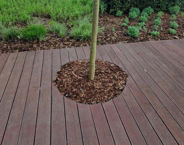 istock terrace covers existing terrain and trees remain on terrace as if overgrown.trunk passes through  between boards. in order to increase diameter terrace redesigned plank around, oil , wood chips 2149209999