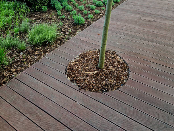 istock terrace covers existing terrain and trees remain on terrace as if overgrown.trunk passes through  between boards. in order to increase diameter terrace redesigned plank around, oil , wood chips 2149210000
