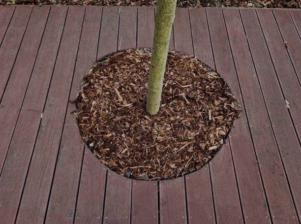istock terrace covers existing terrain and trees remain on terrace as if overgrown.trunk passes through  between boards. in order to increase diameter terrace redesigned plank around, oil , wood chips 2149210005