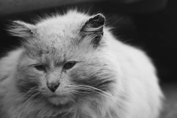sad white cat
