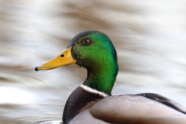 istock mallard drake portrait 2149210678