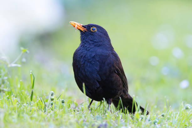 istock proud common blackbird in mating season 2149210681