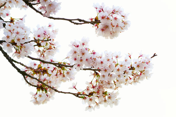 istock Closeup cherry blossom in spring season isolated on white background. 2149210913