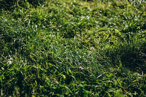 Juicy lush green grass on meadow in the morning. Close up view of a lawn level. Summertime season, selective focus.