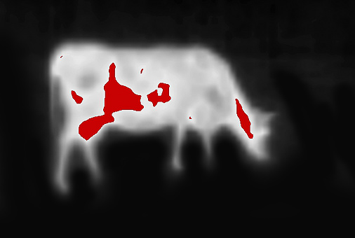 .Image from thermal imager device. The ghost of a cow livestock