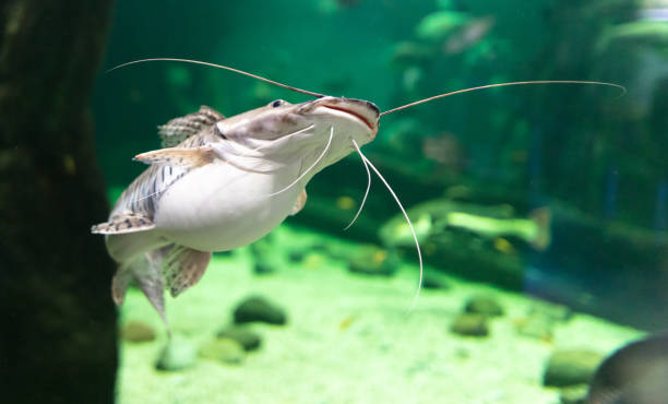 istock Catfish fish swims in an aquarium 2149213056
