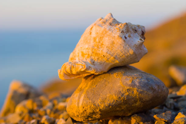 A single wet pebble reflected on a sandy beach. In the background gentle waves  can be seen.