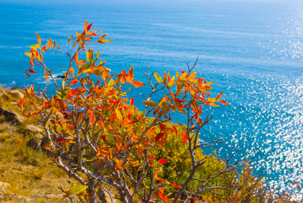 closeup red dry bush growth emerald sea coast