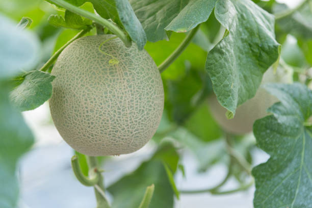 Fresh green melon in greenhouse